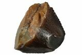 Serrated Carnosaurian Dinosaur (Allosaurus) Tooth Tip - Colorado #261693-1